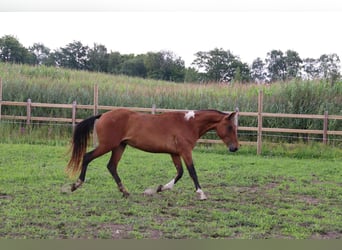 Mustang, Caballo castrado, 4 años, 154 cm, Pío