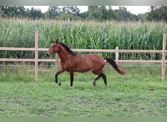 Mustang, Caballo castrado, 4 años, 154 cm, Pío