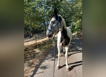 Mustang, Caballo castrado, 4 años, 156 cm, Pío