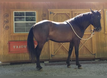 Mustang, Caballo castrado, 4 años, 157 cm, Negro