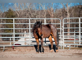 Mustang, Caballo castrado, 5 años, 140 cm, Castaño