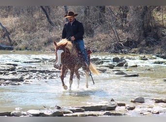 Mustang, Caballo castrado, 5 años, 142 cm, Alazán-tostado
