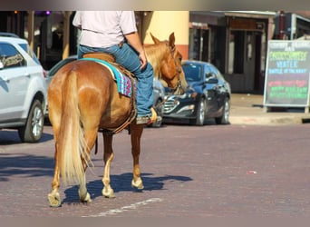 Mustang, Caballo castrado, 5 años, 145 cm, Alazán rojizo