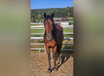 Mustang, Caballo castrado, 5 años, 147 cm, Castaño