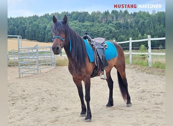 Mustang, Caballo castrado, 5 años, 149 cm, Castaño