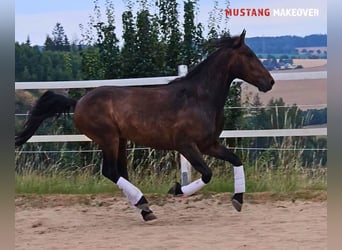 Mustang, Caballo castrado, 5 años, 149 cm, Castaño