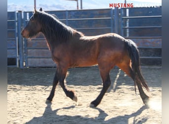 Mustang, Caballo castrado, 5 años, 150 cm, Castaño