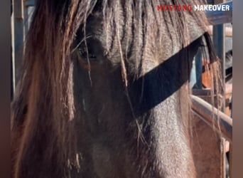 Mustang, Caballo castrado, 5 años, 150 cm, Castaño