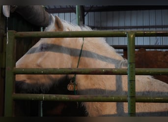 Mustang, Caballo castrado, 5 años, 150 cm, Cremello