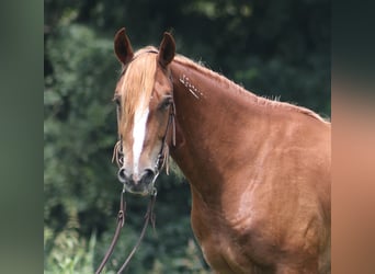 Mustang, Caballo castrado, 5 años, 152 cm, Alazán-tostado