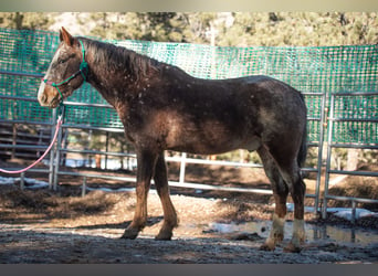 Mustang, Caballo castrado, 5 años, 152 cm, Atigrado/Moteado