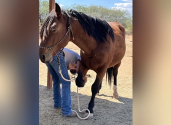 Mustang, Caballo castrado, 5 años, 152 cm, Castaño