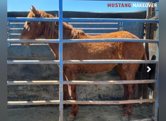 Mustang, Caballo castrado, 5 años, 153 cm, Alazán