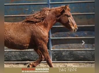 Mustang, Caballo castrado, 5 años, 153 cm, Alazán