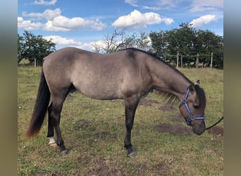 Mustang, Caballo castrado, 5 años, 160 cm, Grullo