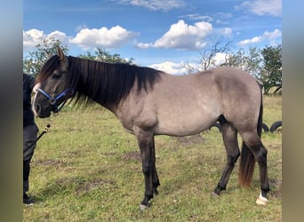 Mustang, Caballo castrado, 5 años, 160 cm, Grullo