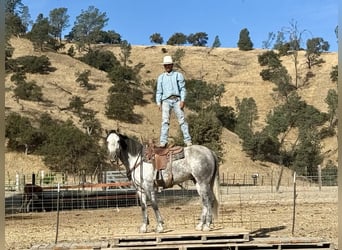 Mustang, Caballo castrado, 5 años, 163 cm, Tordo rodado