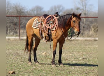 Mustang, Caballo castrado, 6 años, 142 cm, Bayo