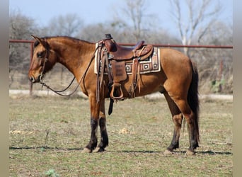 Mustang, Caballo castrado, 6 años, 142 cm, Bayo