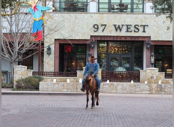 Mustang, Caballo castrado, 6 años, 142 cm, Bayo