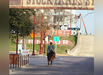 Mustang, Caballo castrado, 6 años, 142 cm, Bayo