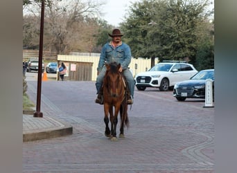 Mustang, Caballo castrado, 6 años, 142 cm, Bayo