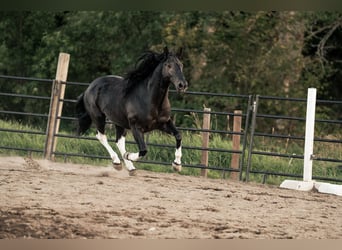 Mustang, Caballo castrado, 6 años, 147 cm, Negro