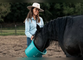 Mustang, Caballo castrado, 6 años, 147 cm, Negro