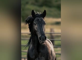 Mustang, Caballo castrado, 6 años, 147 cm, Negro