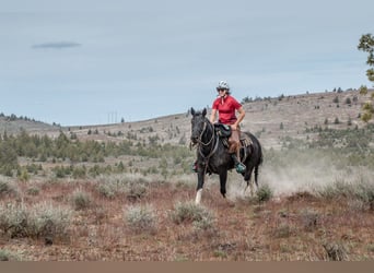 Mustang, Caballo castrado, 6 años, 147 cm, Negro