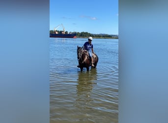 Mustang, Caballo castrado, 6 años, 147 cm, Negro