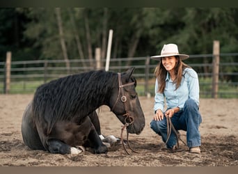 Mustang, Caballo castrado, 6 años, 147 cm, Negro