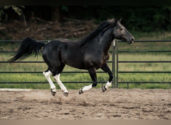 Mustang, Caballo castrado, 6 años, 147 cm, Negro