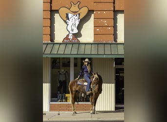 Mustang, Caballo castrado, 6 años, 150 cm, Alazán-tostado