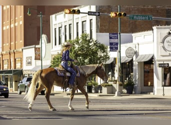 Mustang, Caballo castrado, 6 años, 150 cm, Alazán-tostado