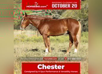 Mustang, Caballo castrado, 6 años, 150 cm, Alazán-tostado