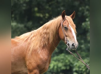 Mustang, Caballo castrado, 6 años, 152 cm, Alazán-tostado