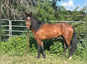 Mustang, Caballo castrado, 6 años, 152 cm, Castaño