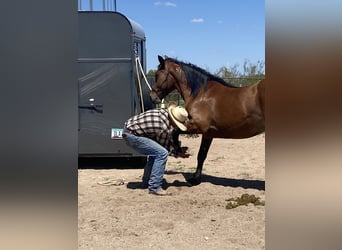 Mustang, Caballo castrado, 6 años, 152 cm, Castaño