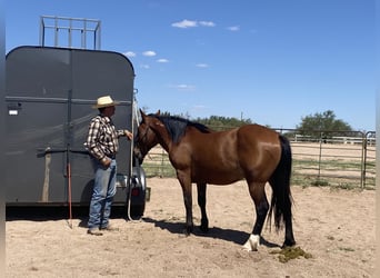 Mustang, Caballo castrado, 6 años, 152 cm, Castaño