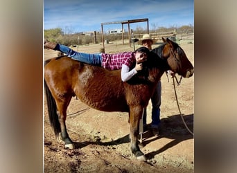 Mustang, Caballo castrado, 6 años, 152 cm, Castaño