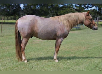 Mustang, Caballo castrado, 7 años, 137 cm, Ruano alazán