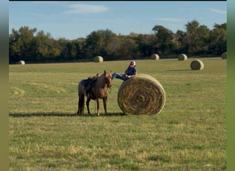 Mustang, Caballo castrado, 7 años, 137 cm, Ruano alazán
