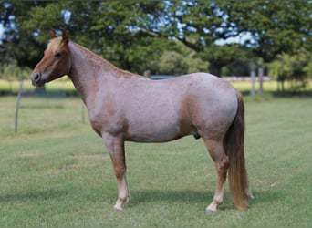 Mustang, Caballo castrado, 7 años, 137 cm, Ruano alazán