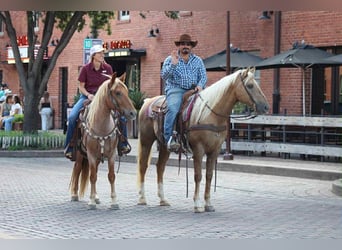 Mustang, Caballo castrado, 7 años, 137 cm, Ruano alazán