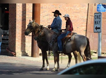Mustang, Caballo castrado, 7 años, 137 cm, Ruano alazán