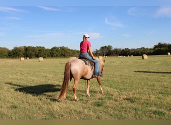 Mustang, Caballo castrado, 7 años, 137 cm, Ruano alazán