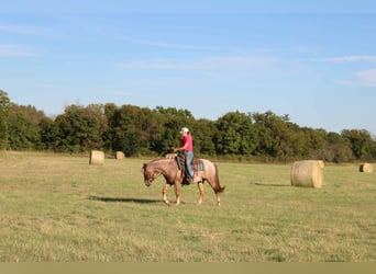 Mustang, Caballo castrado, 7 años, 137 cm, Ruano alazán