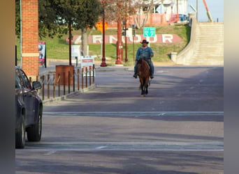 Mustang, Caballo castrado, 7 años, 142 cm, Bayo
