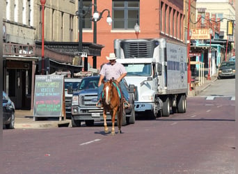 Mustang, Caballo castrado, 7 años, 145 cm, Alazán rojizo